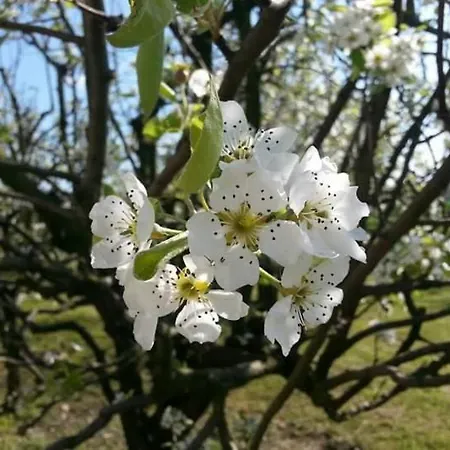 Azienda Agrituristica Scotti Фермерский дом